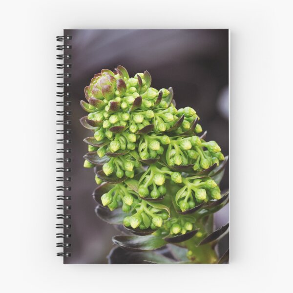 Item preview, Aeonium Arboreum designed and sold by David  Hibberd.