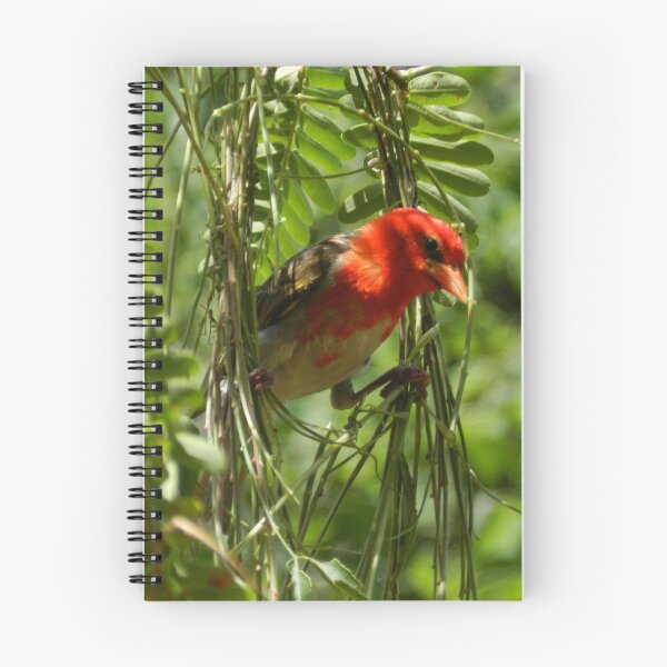 Item preview, Red-headed Weaver, South Africa designed and sold by WanderingJane.