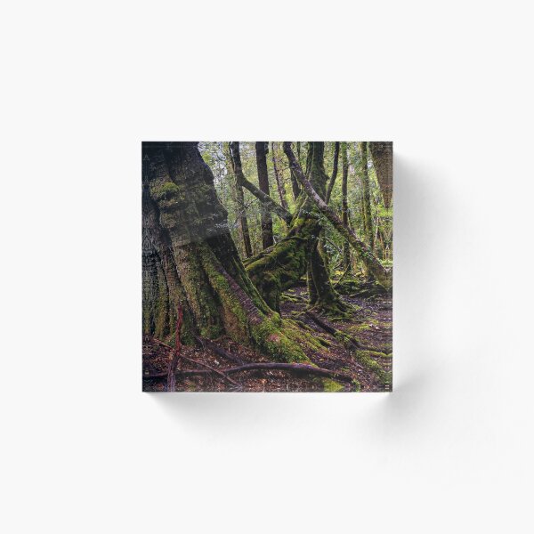 The clearest way to the Universe is through a forest wilderness Acrylic Block