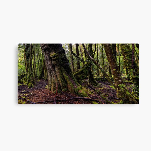 The clearest way to the Universe is through a forest wilderness Canvas Print