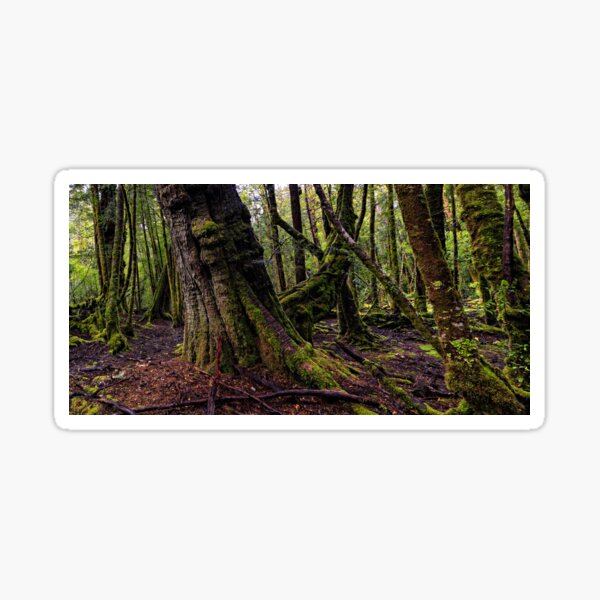The clearest way to the Universe is through a forest wilderness Sticker