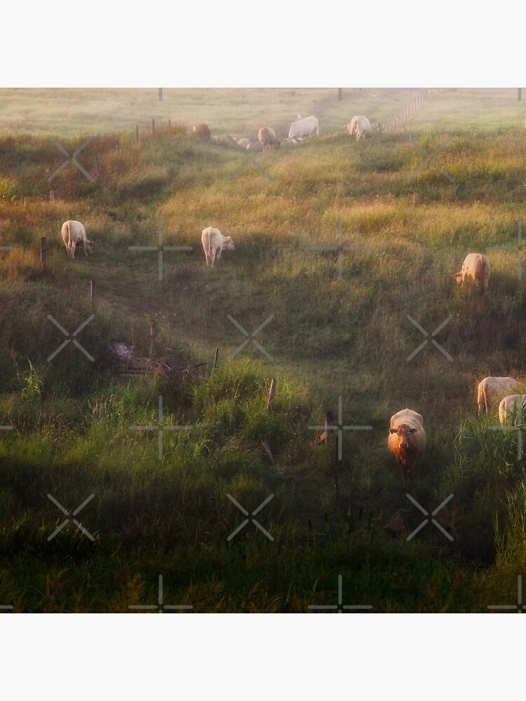 The cows by MelBrackstone