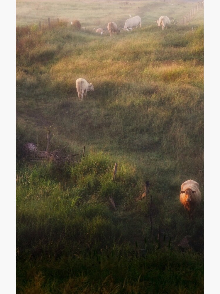 The cows by MelBrackstone