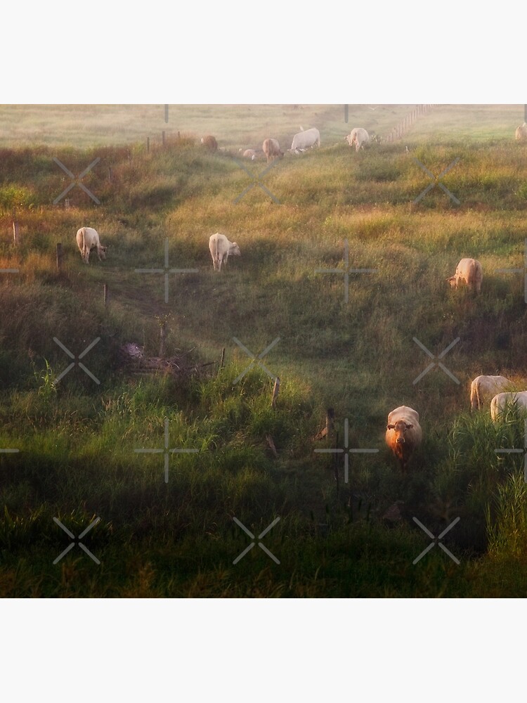 The cows by MelBrackstone