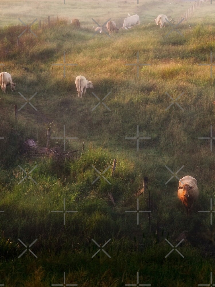 The cows by MelBrackstone
