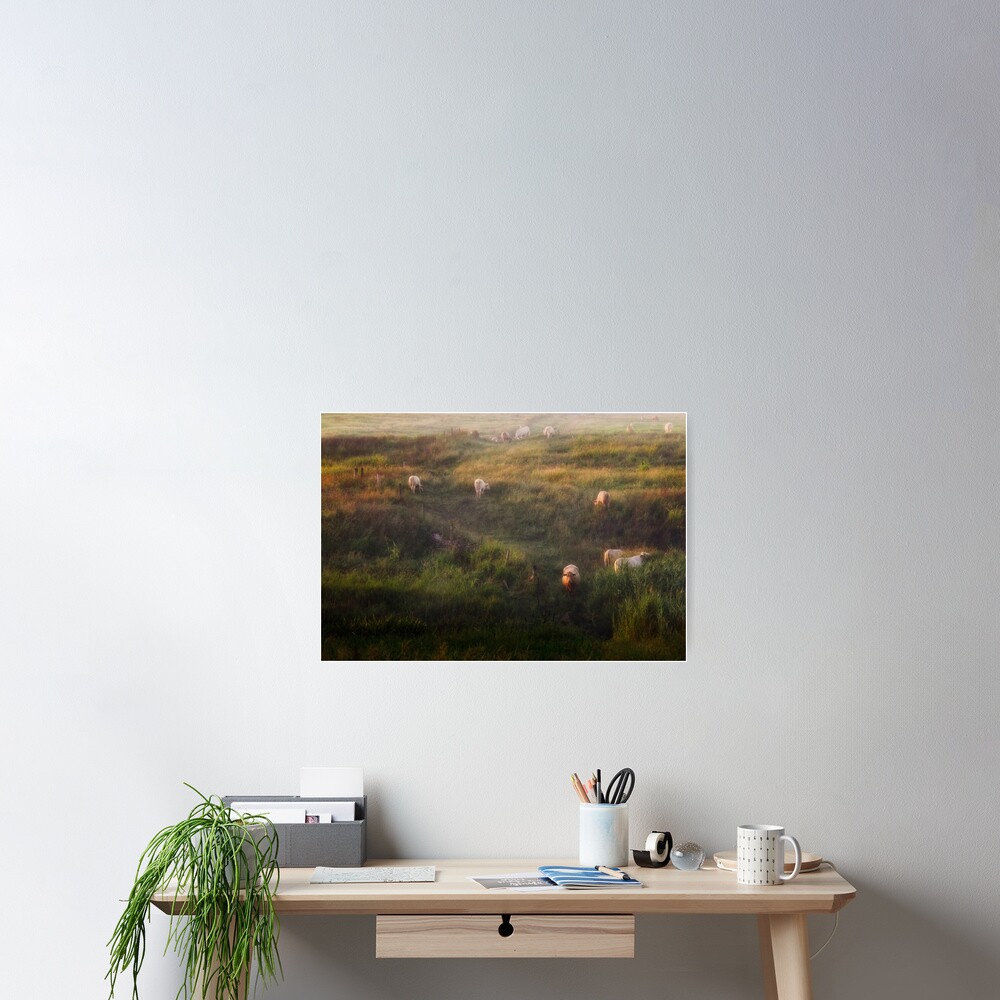 The cows Poster