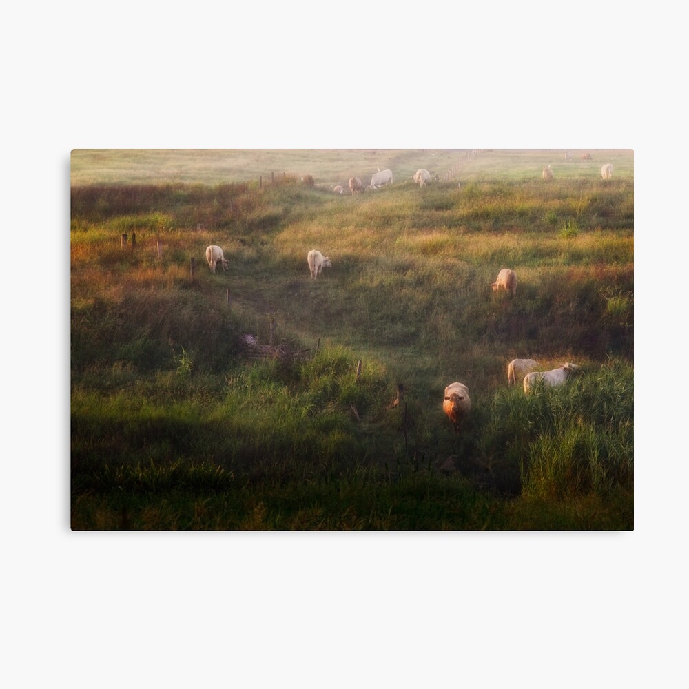 The cows Canvas Print