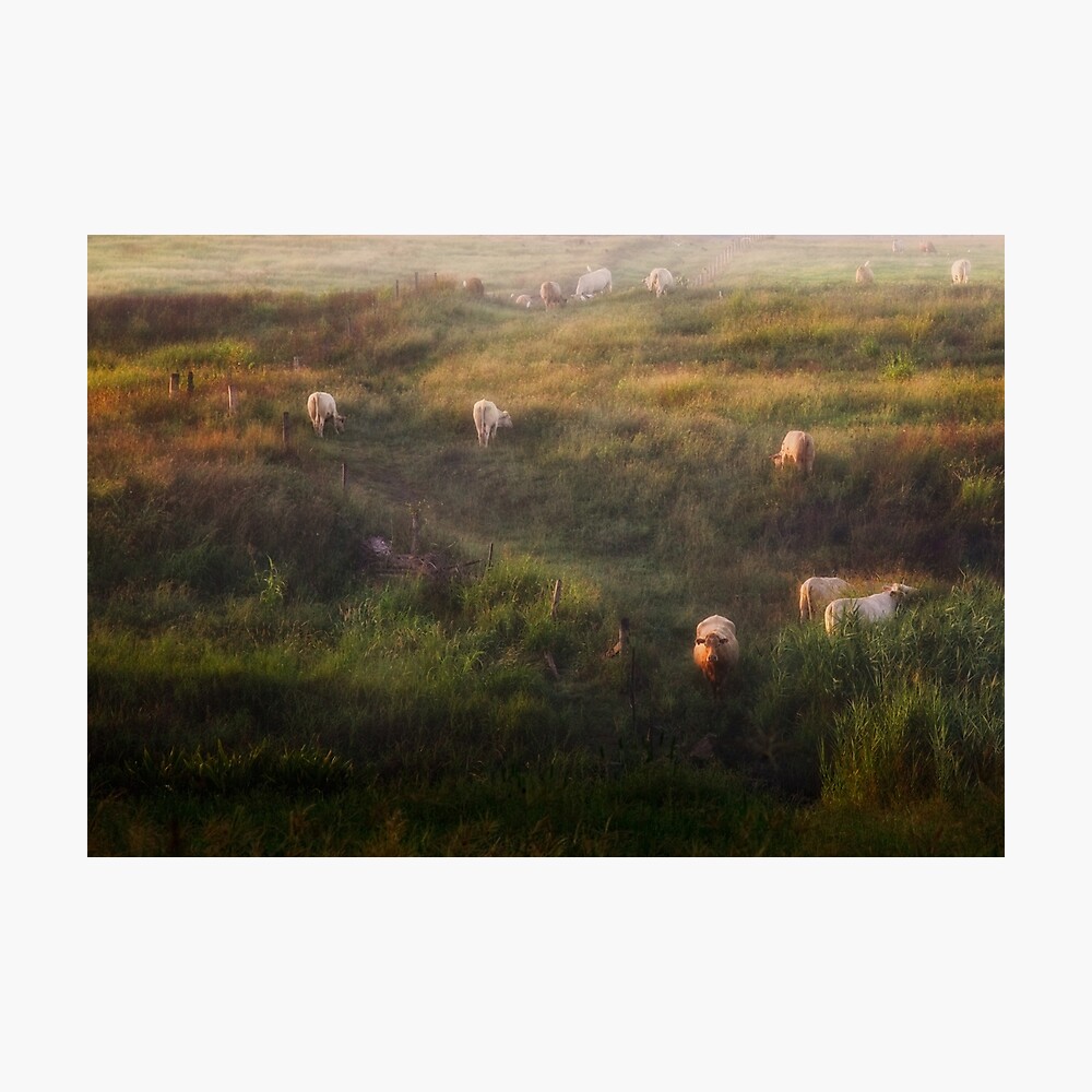 The cows Photographic Print