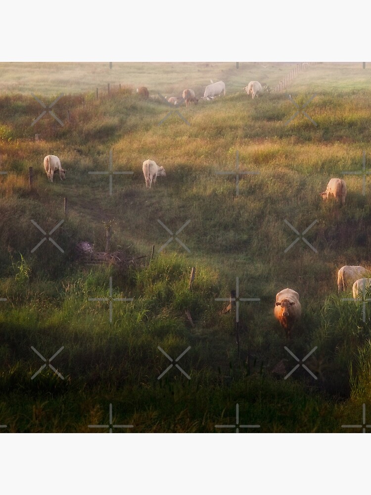 The cows by MelBrackstone