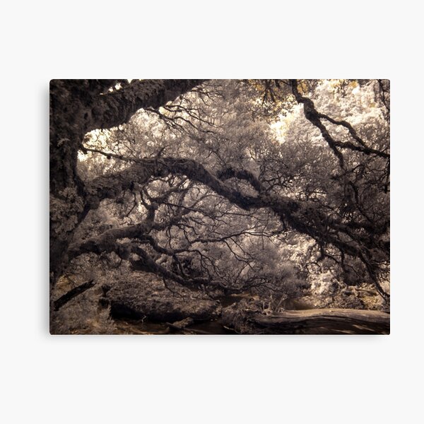 Pencil Pine Walk Canvas Print