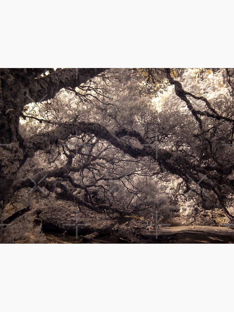 Pencil Pine Walk by MelBrackstone