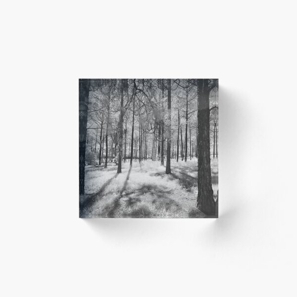Pine Forest Acrylic Block
