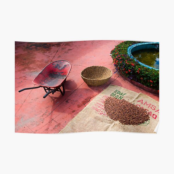 Drying Cacao Beans at a Chocolate Plantation Poster
