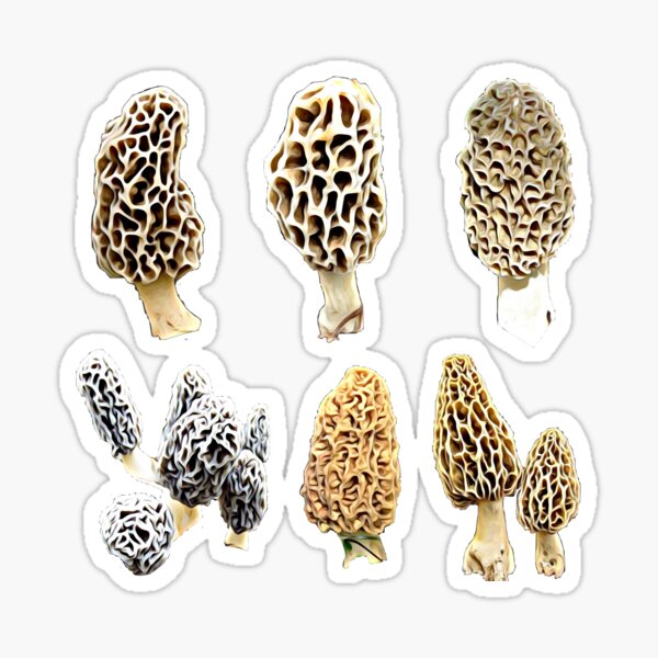 Variety of Morel Mushrooms Sticker