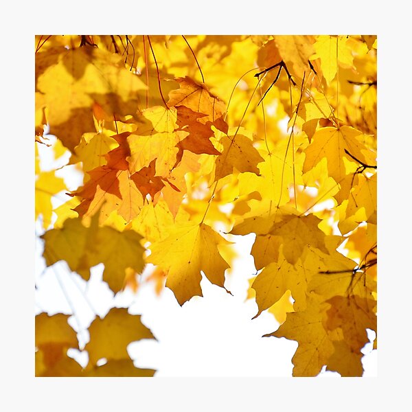 Golden Glow Photographic Print