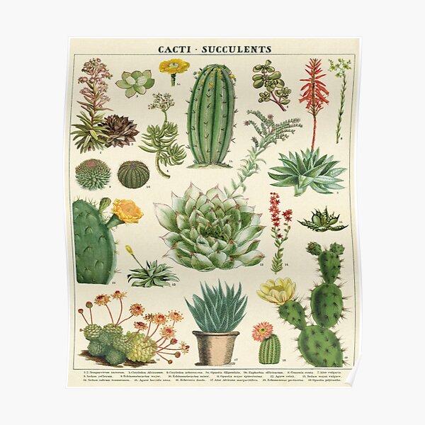 Succulents and Cacti Vintage Poster