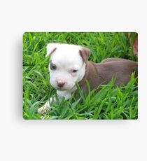 Cocamo Canvas Print