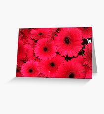Pink Gerberas Greeting Card
