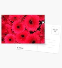 Pink Gerberas Postcards