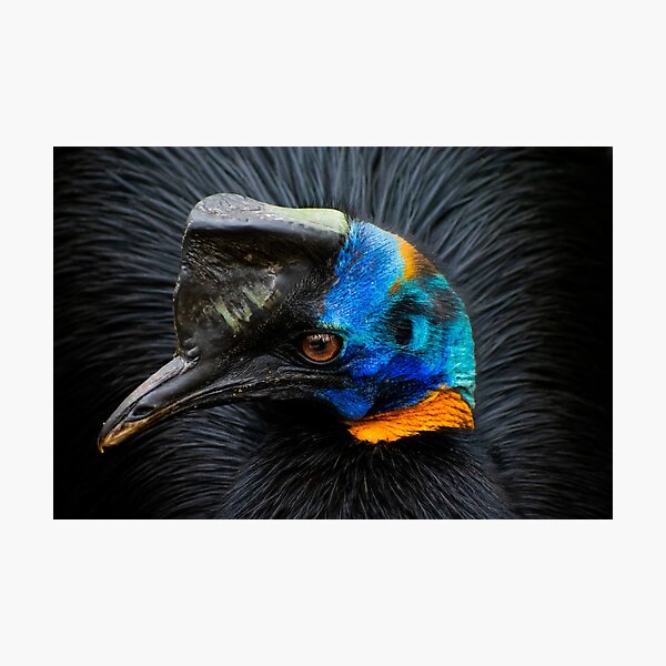 Cassowary Bird Photographic Print