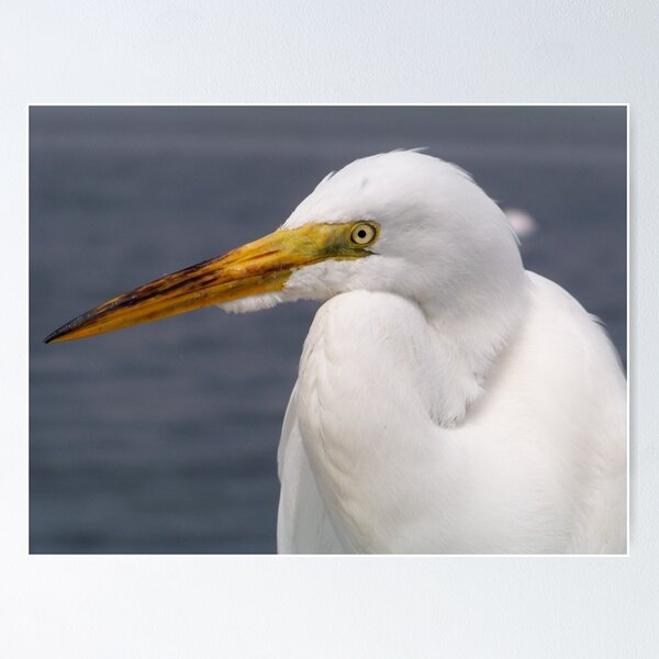 Item preview, Great Egret designed and sold by Dandelion Dilluvio.