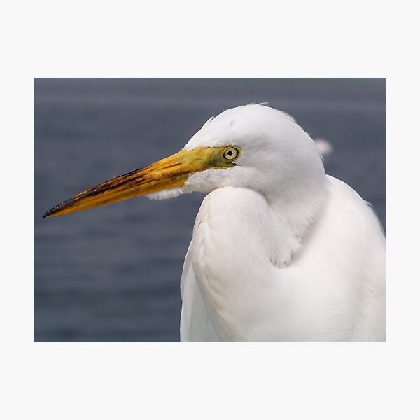Artikelvorschau, Great Egret entworfen und verkauft von Dandelion Dilluvio.