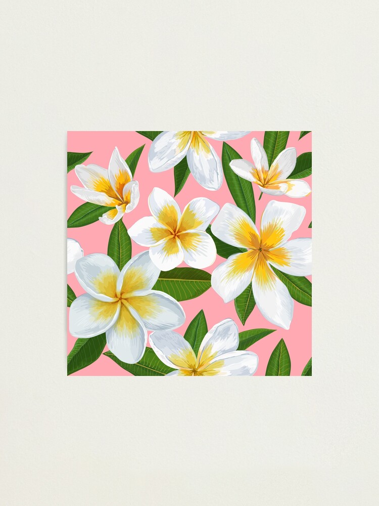 Lámina fotográfica «Patrón de flores de jazmines blancos y amarillos sobre  fondo rosa» de Kanae19 | Redbubble
