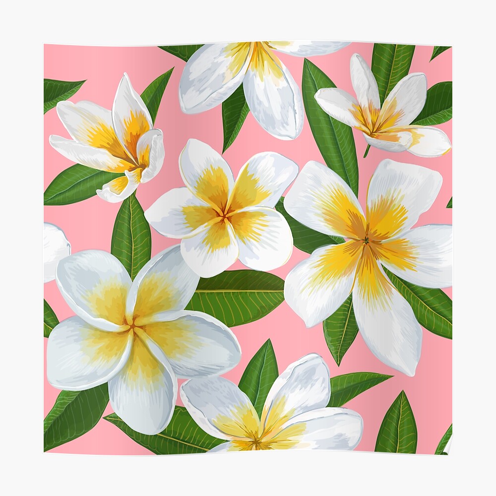 Pattern of white and yellow jasmine flowers on pink background