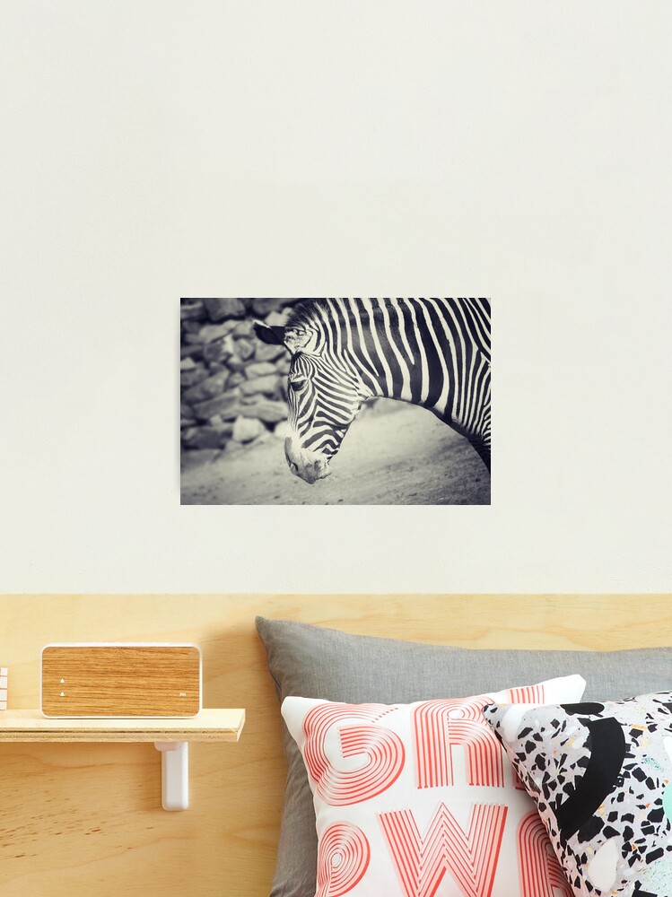 Thumbnail 1 of 3, Photographic Print, Zebra designed and sold by anniedesigner.