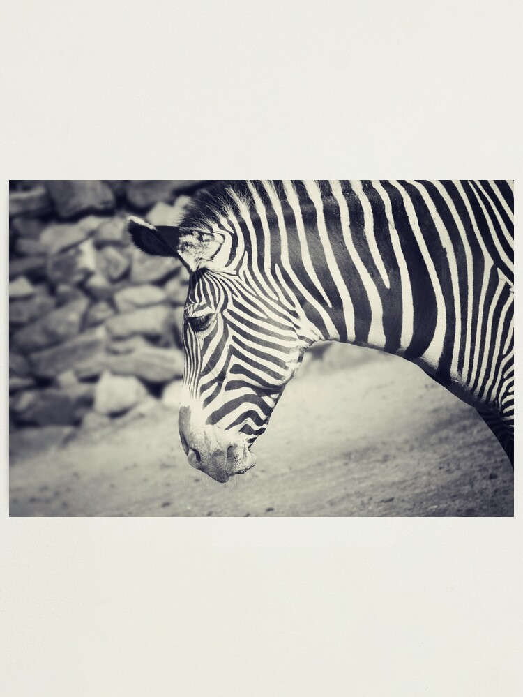 Thumbnail 2 of 3, Photographic Print, Zebra designed and sold by anniedesigner.