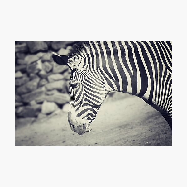 Photographic Print