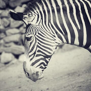Artwork thumbnail, Zebra by anniedesigner