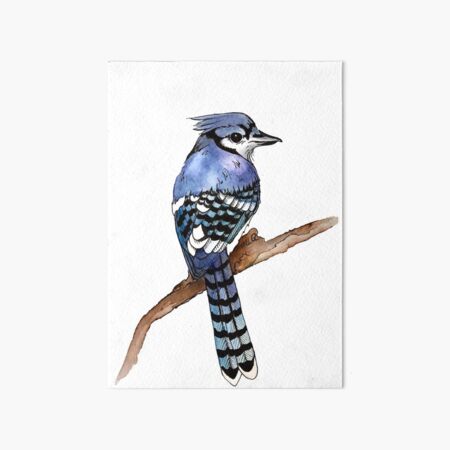 Blue Jay Landing Art Board Print for Sale by Jim Cumming