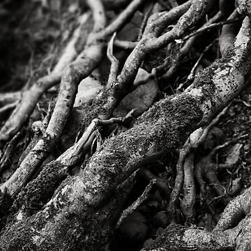 Artwork thumbnail, Roots by anniedesigner