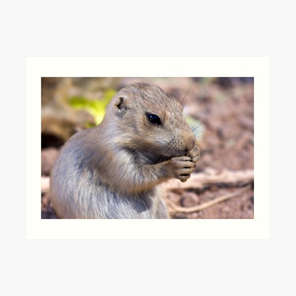 Nibble-Nibble Art Print