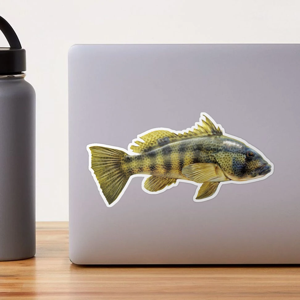 ABACHAR, SPOTTED BAY BASS - 6.5 STICKER