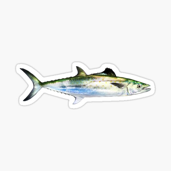 Bluefin Tuna Decal - Shark Zen  Bluefin tuna, Fish silhouette