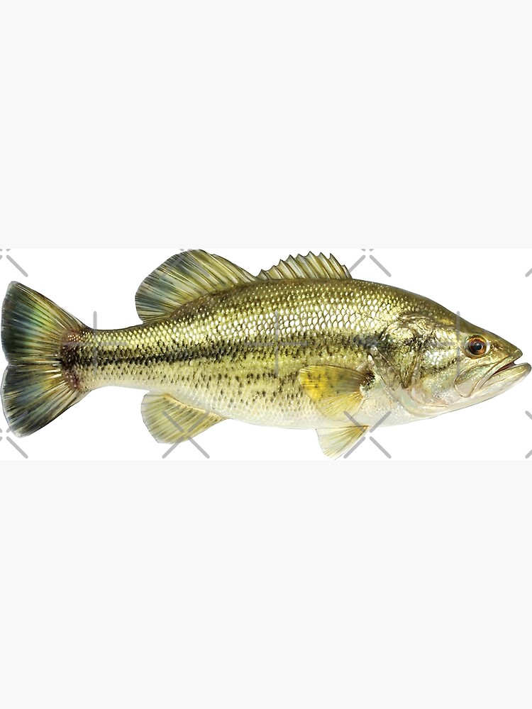 Largemouth Bass  Species Breakdown