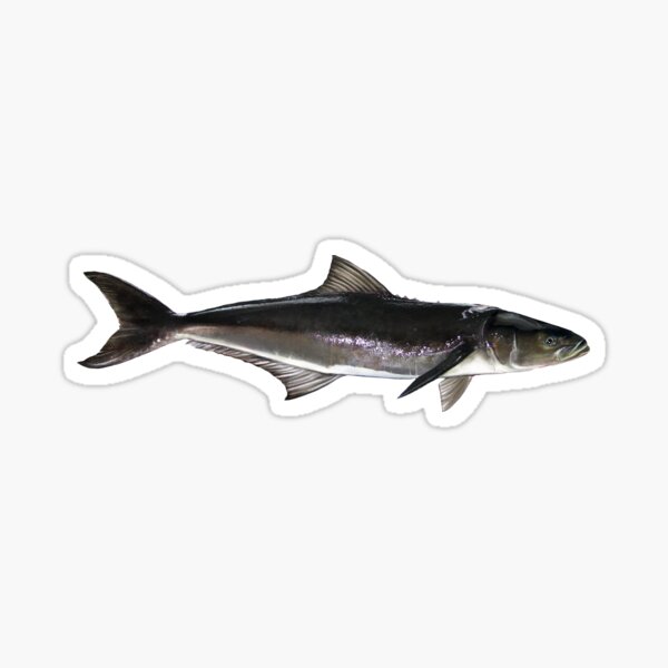 Buy Aquatic Addiction King Fish Fishing Decal Sticker Online at  desertcartSINGAPORE