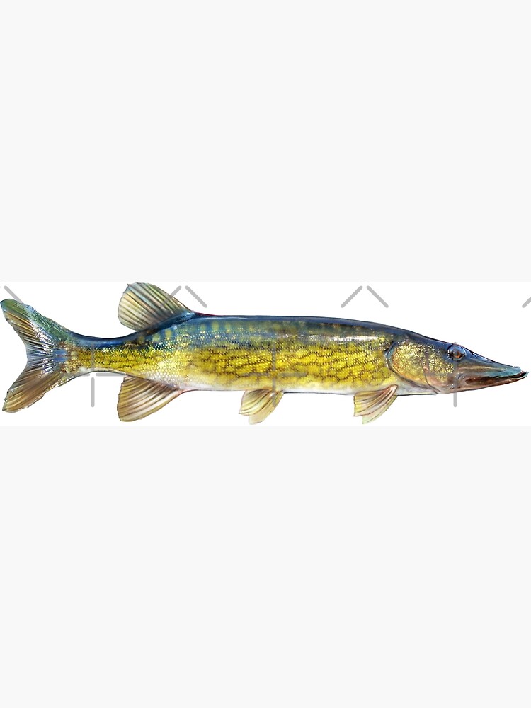 Pickerel Fish Photo Frame