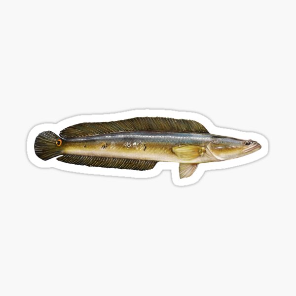 Vista previa del artículo con la obra «Bullseye Snakehead», diseñado y vendido por lureguru.
