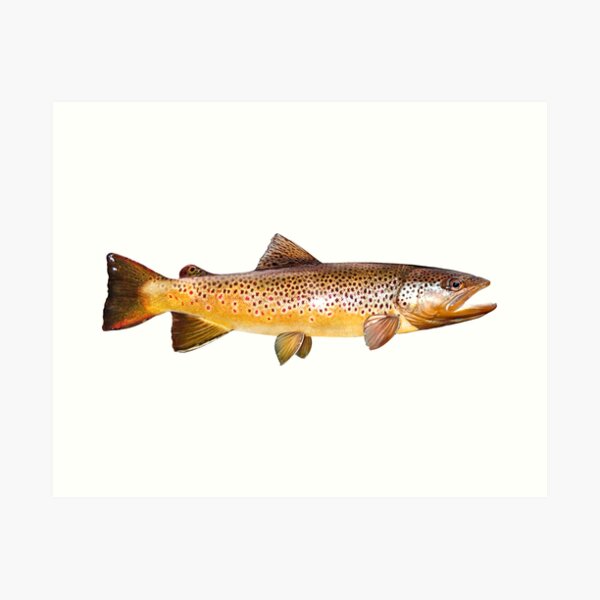 Item preview, Brown Trout designed and sold by lureguru.