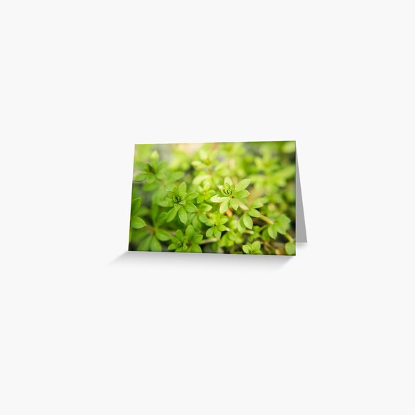 Green Garden Greeting Card