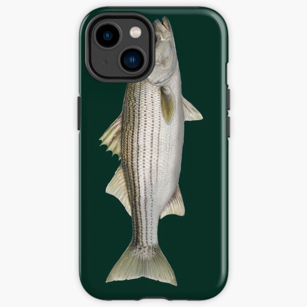 Fishing Salty Striped bass | Cap