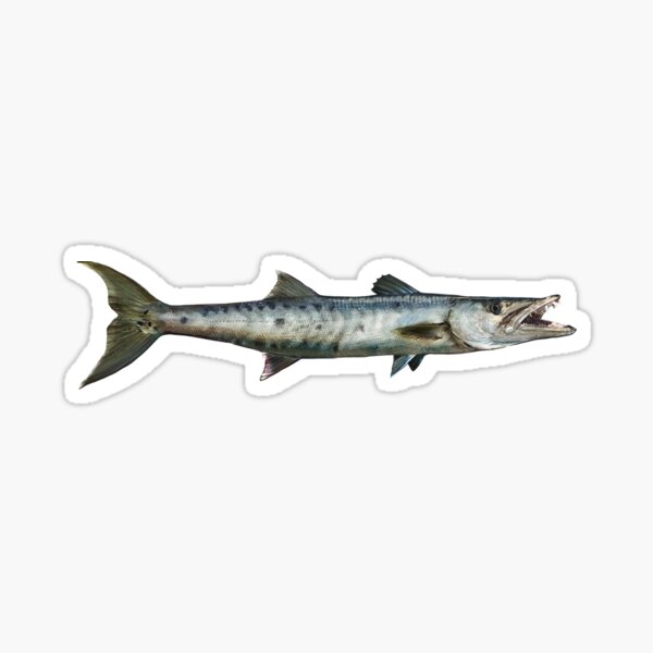 Barracuda Fish Decal 