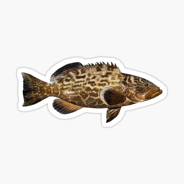 Black Grouper Profile Decal Bumper Sticker Gifts Men Fishermen Fish Fishing 