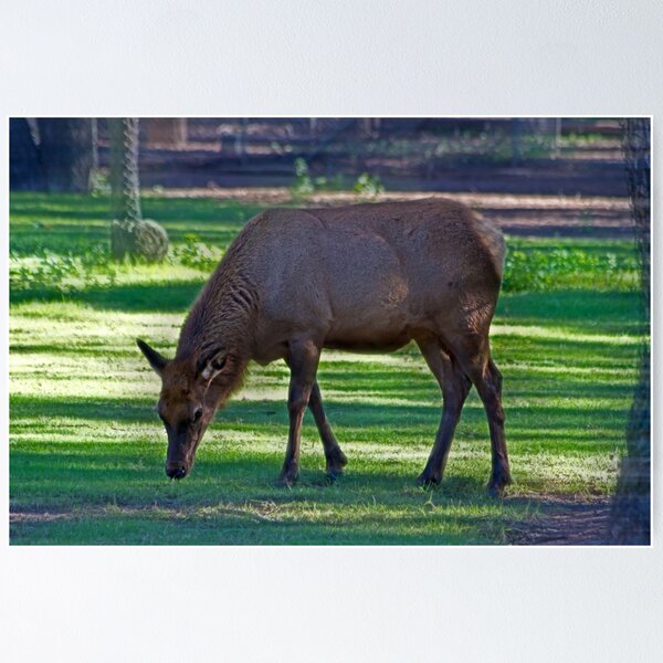 Item preview, Comfy Safe And Grazing designed and sold by miroslava.