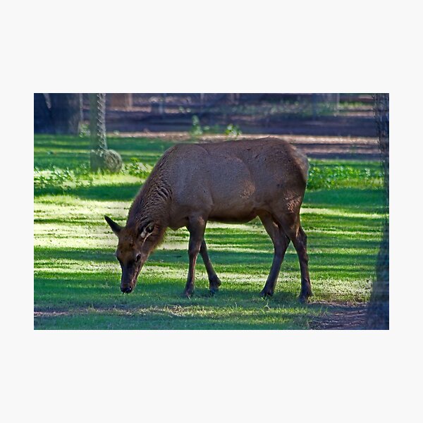 Item preview, Comfy Safe And Grazing designed and sold by miroslava.