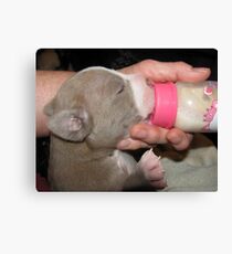 What Takes Up My Days Canvas Print