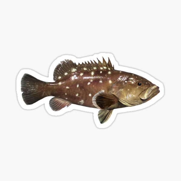 Snowy Grouper Sticker